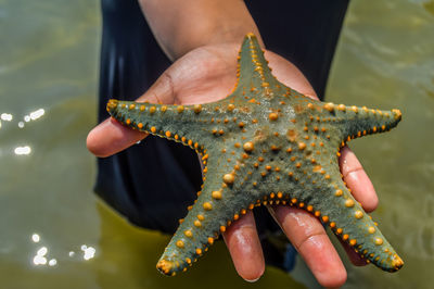 Midsection of person holding crab in sea