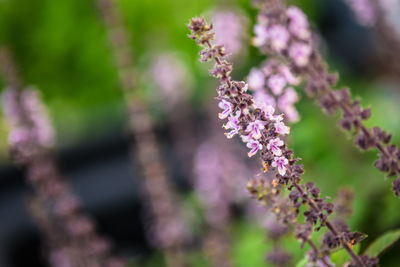 Close-up of pink flowering plant