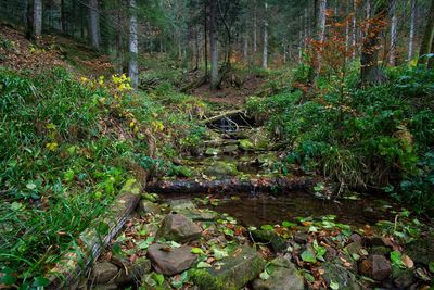 Stream amidst trees in forest