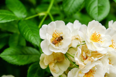 Close-up of white flowers