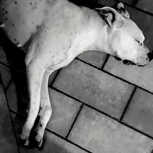 Close-up of a sleeping dog