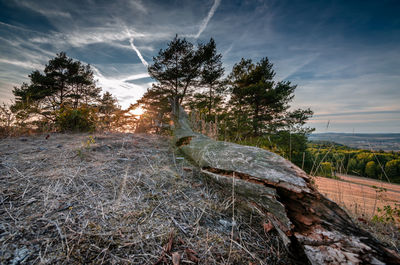 Tree on field against sky