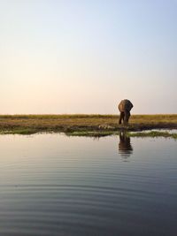 Scenic view of elephant against clear sky