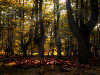 Trees in forest during autumn