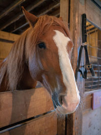 Close-up of horse in stable