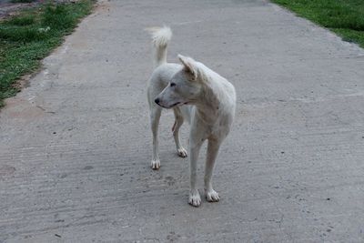 High angle view of dog walking on road