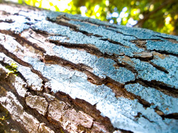 Full frame shot of tree trunk