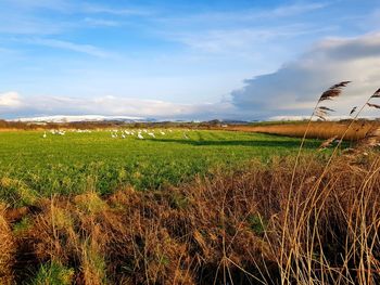 Scenic view of agricultural field against sky