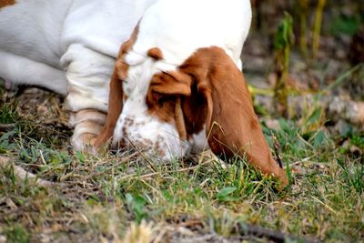 View of a dog on field