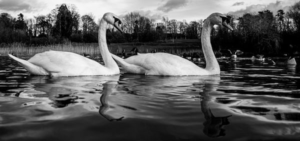 Black and white monochrome mute swan swans pair low-level water side view macro animal background