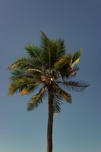 Beach palm tree with sky background