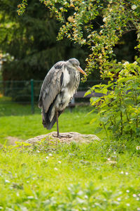 Close-up of gray heron