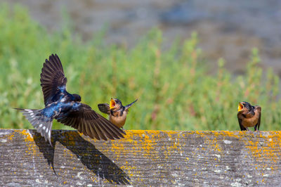 Close-up of birds in nest