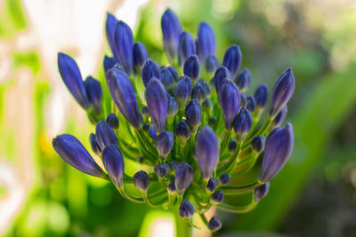 Close-up of purple flowers