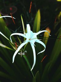 Close-up of flower buds growing in garden