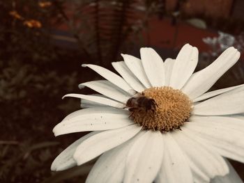 Close-up of insect on white flower