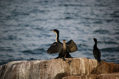 Birds perching on rock by sea