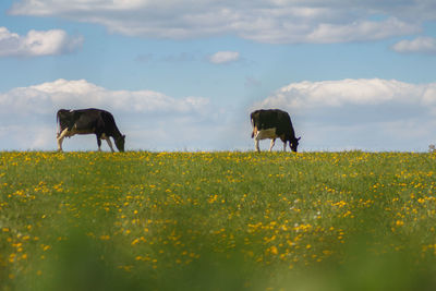 Horses grazing in a field