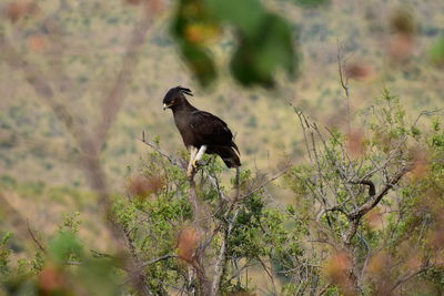 Bird perching on a tree