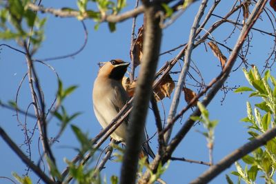 Low angle view of bird perching on branch