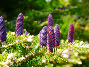 Close-up of purple flowering plant