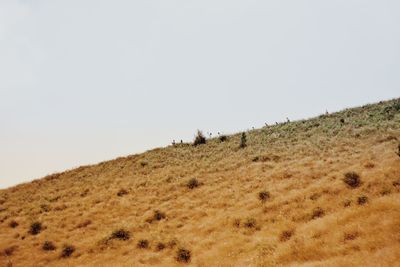 View of horse on land against clear sky