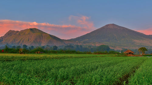 Scenic view of agricultural field against mountain range