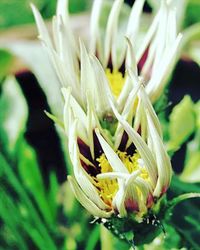 Close-up of white flowers blooming outdoors