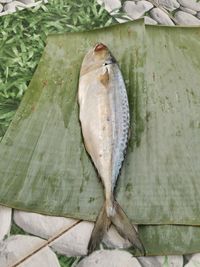 High angle view of dead fish on wood