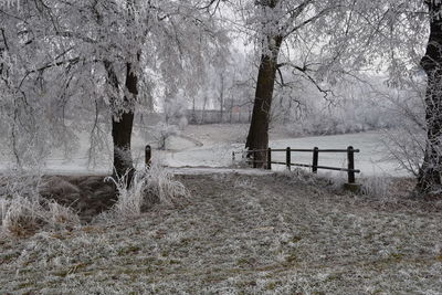 Bare trees on snow covered landscape