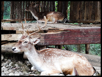 Deer in a zoo