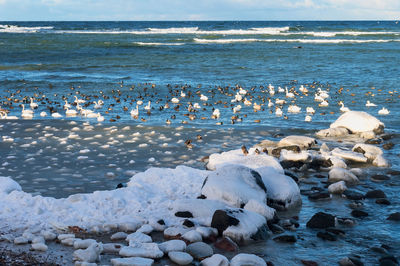 A seascape in winter.seagulls, ducks and swans in the baltic sea.