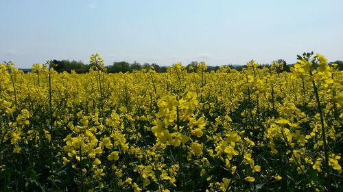 Scenic view of crop in field