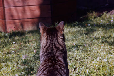 Close-up of a cat on field