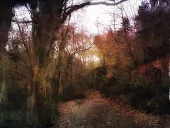 Trees in forest