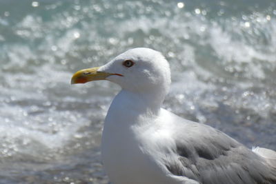 Close-up of seagull on sea