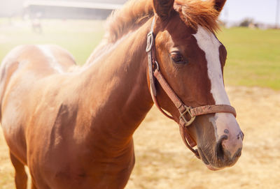 Close-up of horse on field