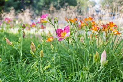 Close-up of wildflowers blooming in garden