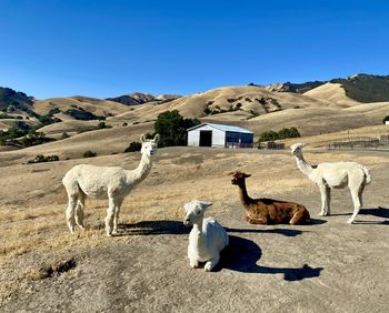 View of a sheep on landscape