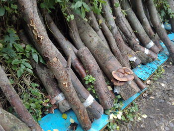 High angle view of bamboo trees in forest