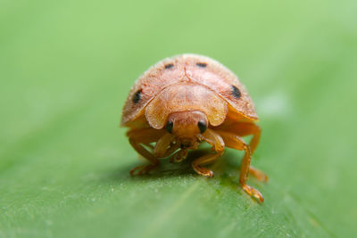 Close-up of insect