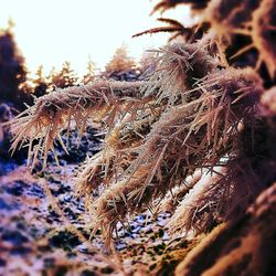 Close-up of snow on plant