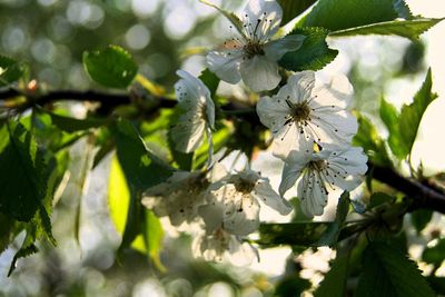 Close-up of cherry blossom on tree