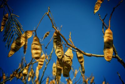 Low angle view of trees against clear blue sky