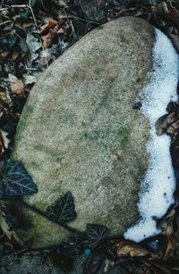 Close up of leaf