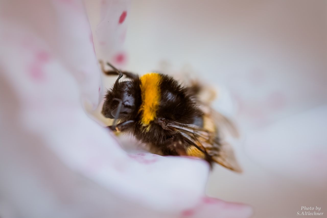 animal themes, one animal, animals in the wild, insect, flower, nature, close-up, fragility, beauty in nature, animal wildlife, no people, pollination, bee, freshness, flower head, day, outdoors, buzzing