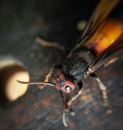 Close-up of insect on wood