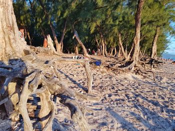 View of dead tree on field