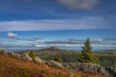 View on sugarloaf mountain through pine trees and stone wall, wicklow mountains, ireland