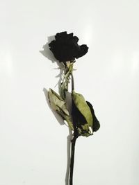 Close-up of wilted rose against white background